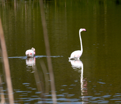 Phoenicopterus roseus