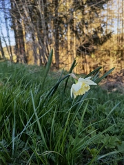 Narcissus