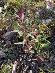 Celosia spicata