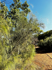 Allocasuarina verticillata