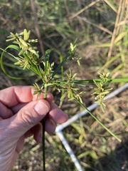 Cyperus ochraceus