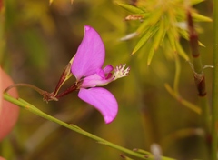 Polygala refracta