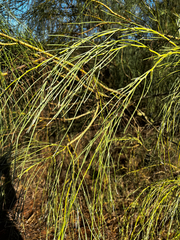 Allocasuarina verticillata