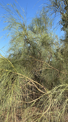 Allocasuarina verticillata