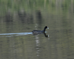 Fulica cristata