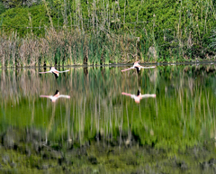 Phoenicopterus roseus