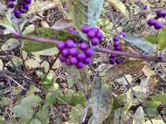 Callicarpa