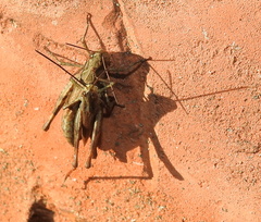 Chorthippus macrocerus