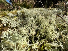 Cladonia portentosa