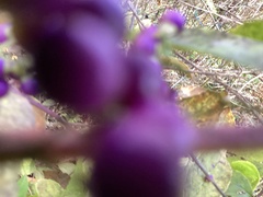 Callicarpa