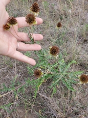 Tetragonotheca texana