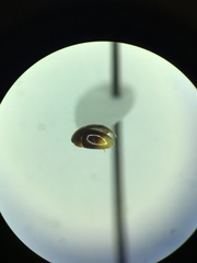 Phalacridae