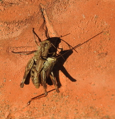 Chorthippus macrocerus