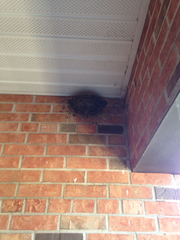 Hirundo rustica erythrogaster