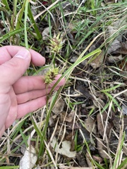 Carex louisianica
