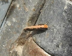 Monopis crocicapitella