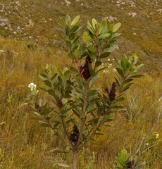 Laurophyllus capensis
