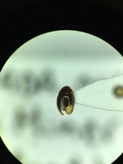 Phalacridae