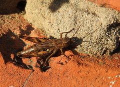 Chorthippus macrocerus