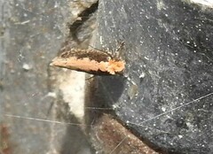 Monopis crocicapitella