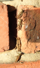 Chorthippus macrocerus