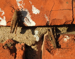 Chorthippus macrocerus