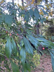 Ilex
