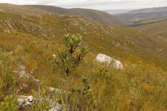 Laurophyllus capensis