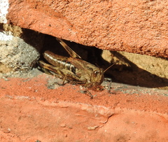 Chorthippus macrocerus