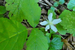 Rubus caesius