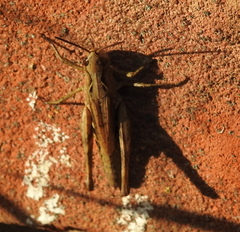 Chorthippus macrocerus