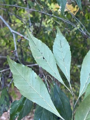 Ilex