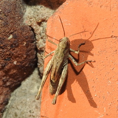 Chorthippus macrocerus