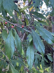Ilex