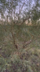 Prosopis velutina