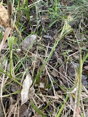 Carex louisianica