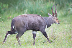 Tragelaphus sylvaticus meneliki