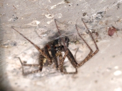 Tegenaria ferruginea