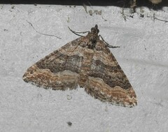 Perizoma custodiata