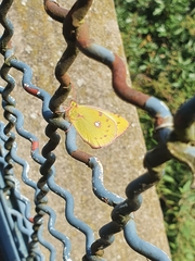 Colias croceus