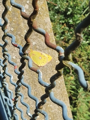 Colias croceus