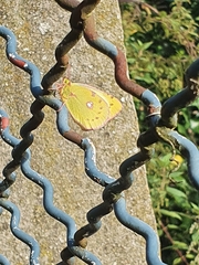Colias croceus
