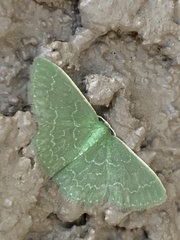 Synchlora frondaria