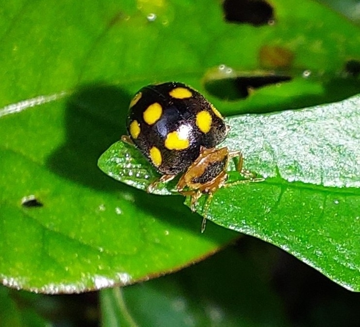 Afissa craspedotricha