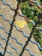Colias croceus