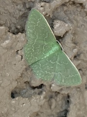 Synchlora frondaria