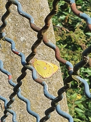 Colias croceus