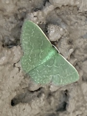 Synchlora frondaria