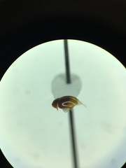 Phalacridae
