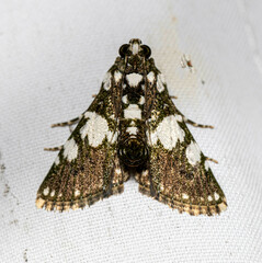 Termioptycha conjuncta